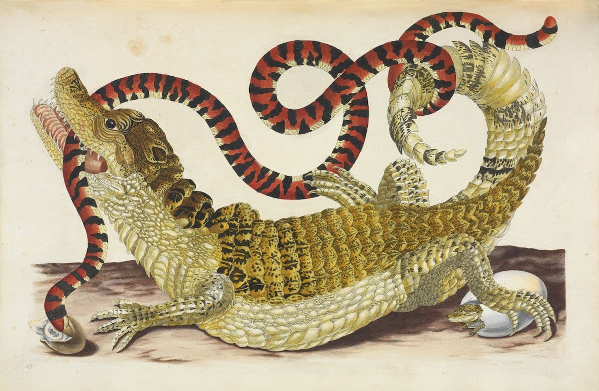 A detailed watercolor painting of a crocodile with a snake coiled around it and an egg nearby.