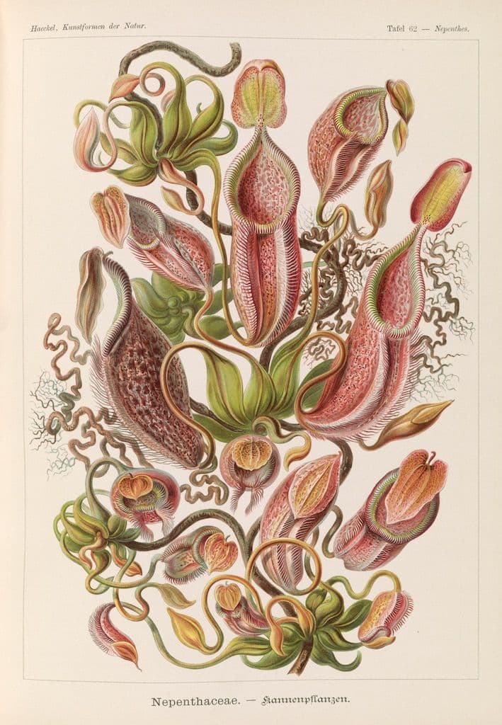 Vintage botanical illustration of a Nepenthes pitcher plant with red and green pitchers, tendrils, leaves, and flowers.
