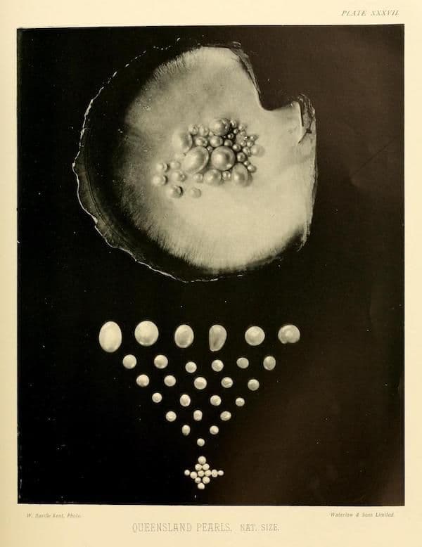 A vintage black and white photograph of an open oyster shell containing a cluster of pearls, with a descending arrangement of pearls below to illustrate their size range.