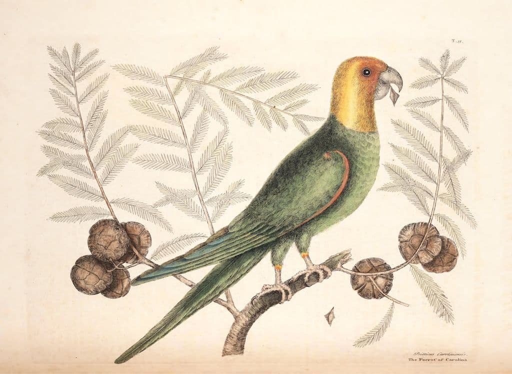 Vintage illustration of a Carolina Parakeet perched on a branch with fruits and foliage.