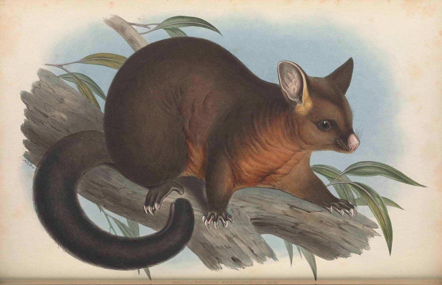 Vintage illustration of a ringtail possum perched on a branch with green leaves.
