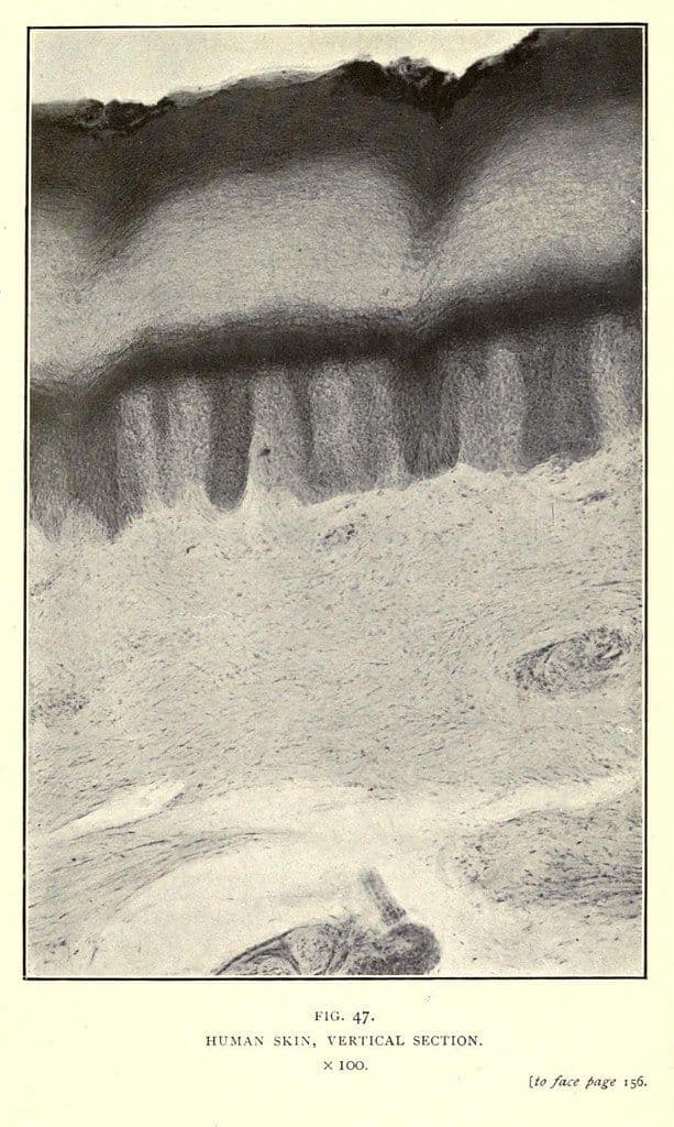 A vintage, black and white illustration of a vertical section of human skin, likely a microscopic view. The image is labeled "FIG. 47. HUMAN SKIN, VERTICAL SECTION. x 100."
