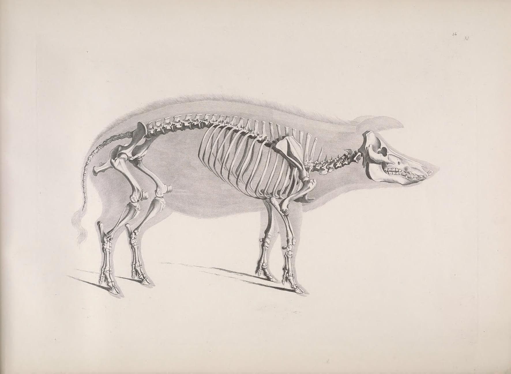 Detailed anatomical illustration of a pig skeleton in a vintage style.