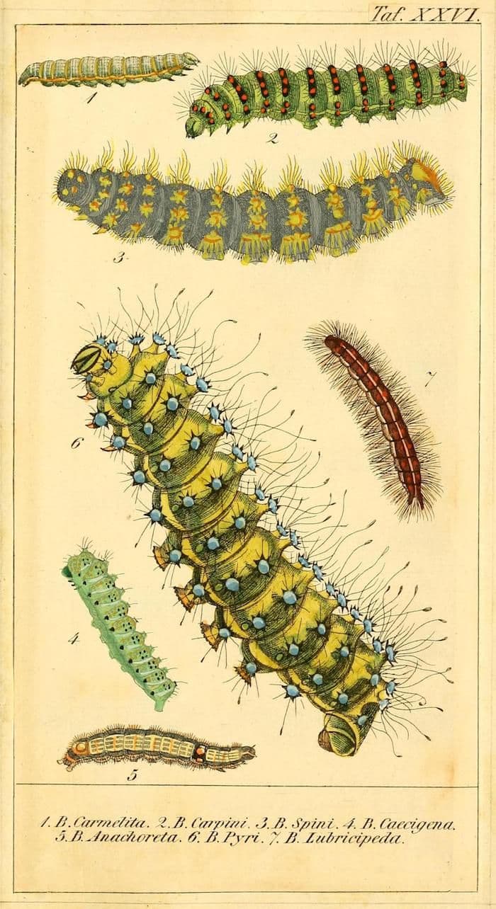 A vintage botanical illustration featuring six caterpillars in various sizes and colors, with a detailed illustration of a moth's wing to the right. The illustration is done in a scientific style, with a focus on accurately depicting the anatomy and coloration of the insects. Below the caterpillars is a row of text, identifying each species by its scientific name.